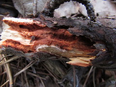 Phanerochaete sanguinea