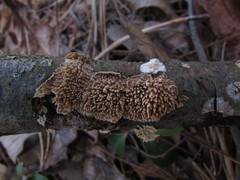 Basidioradulum radula