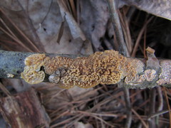 Basidioradulum radula