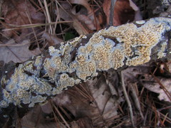 Basidioradulum radula