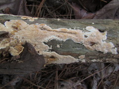 Dacryobolus karstenii