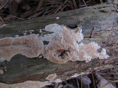 Dacryobolus karstenii