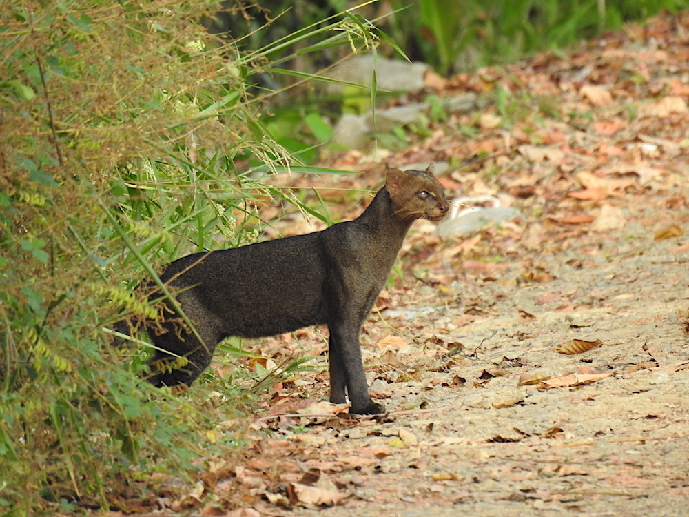 File:Gato-mousico ou Gato-preto (Puma yagouaroundi) é encontrado