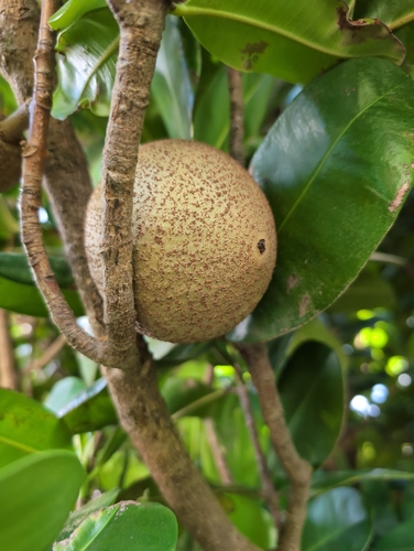 Foto de Abricó-de-macaco