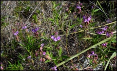 Asemeia violacea