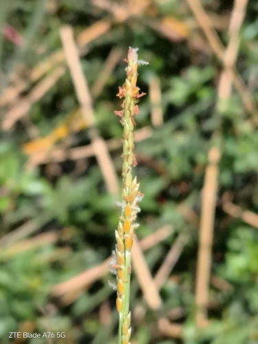 Egyptian Panicgrass (Setaria geminata)