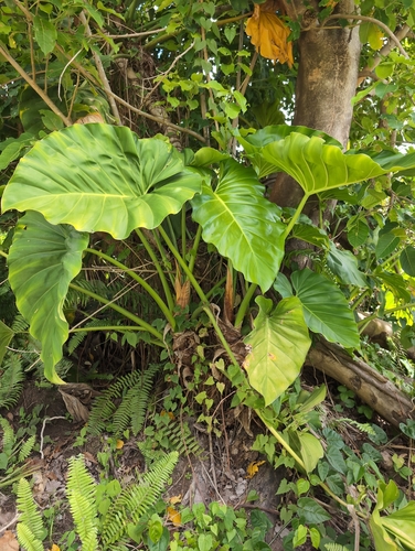 Philodendron giganteum, photograph 5