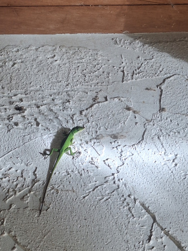 Anolis carolinensis observed 2025-12-24