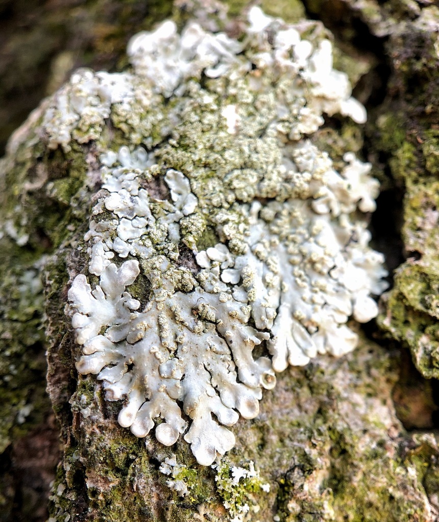 Pyxine Lichens