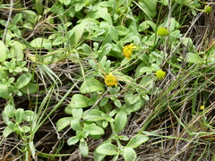 Lipochaeta integrifolia