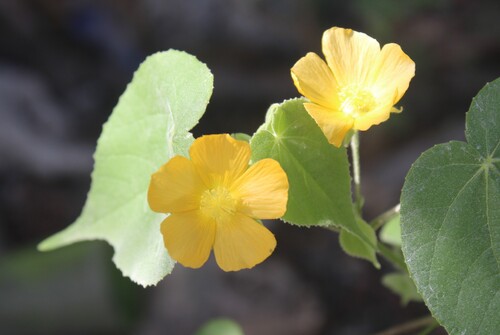 Coastal Indian mallow (Abutilon permolle)