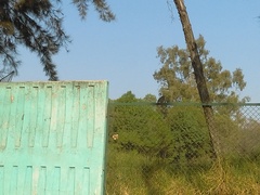 Toxostoma curvirostre