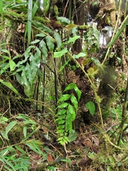 Asplenium serra