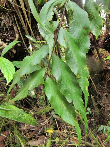 Asplenium serra, photograph 3