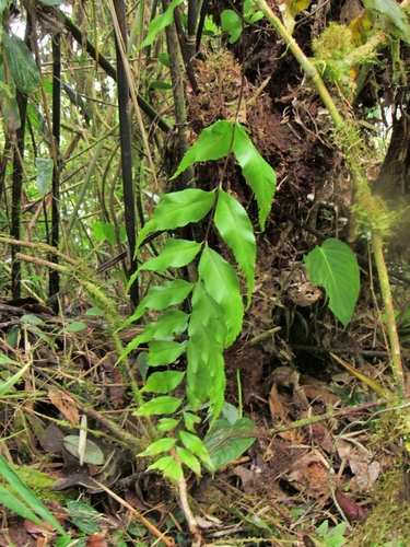 Asplenium serra, photograph 2