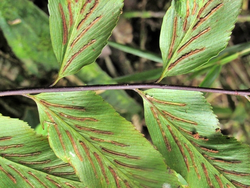 Asplenium serra, photograph 4