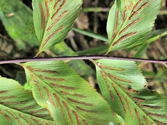Asplenium serra, photograph (c) Jonatan Castro Hernández, some rights reserved (CC BY)