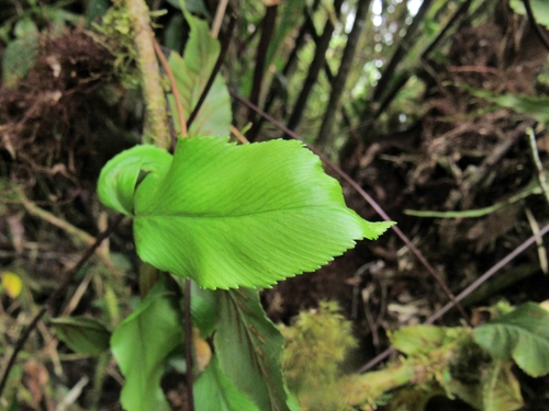 Asplenium serra, photograph 5