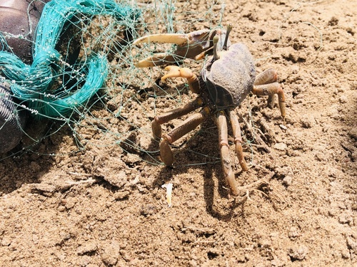 West African Fiddler Crab