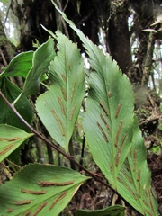 Asplenium serra, photograph (c) Jonatan Castro Hernández, some rights reserved (CC BY)