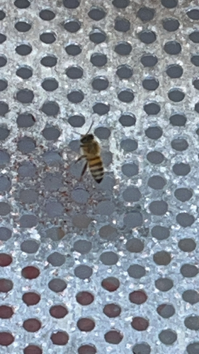 Bee