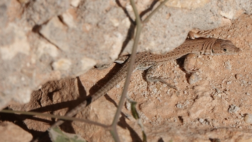 Desert Lacerta