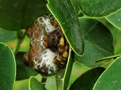 Mastophora cornigera