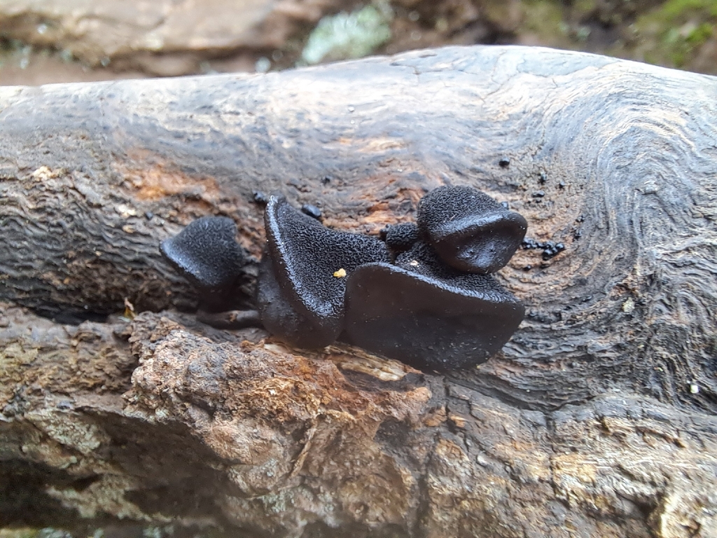 Exidia truncata · February 2026 · photo: © amselie (iNaturalist, cc-by-nc)