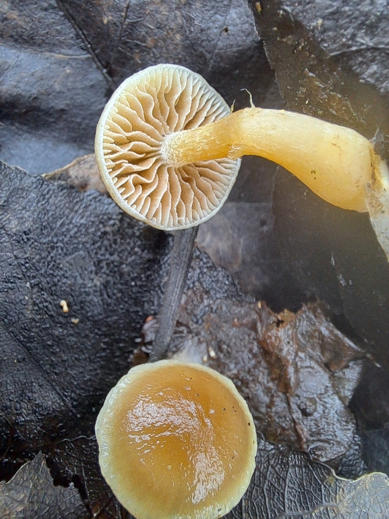 Meottomyces dissimulans · February 2026 · photo: © amselie (iNaturalist, cc-by-nc)
