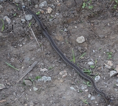 Pituophis catenifer catenifer