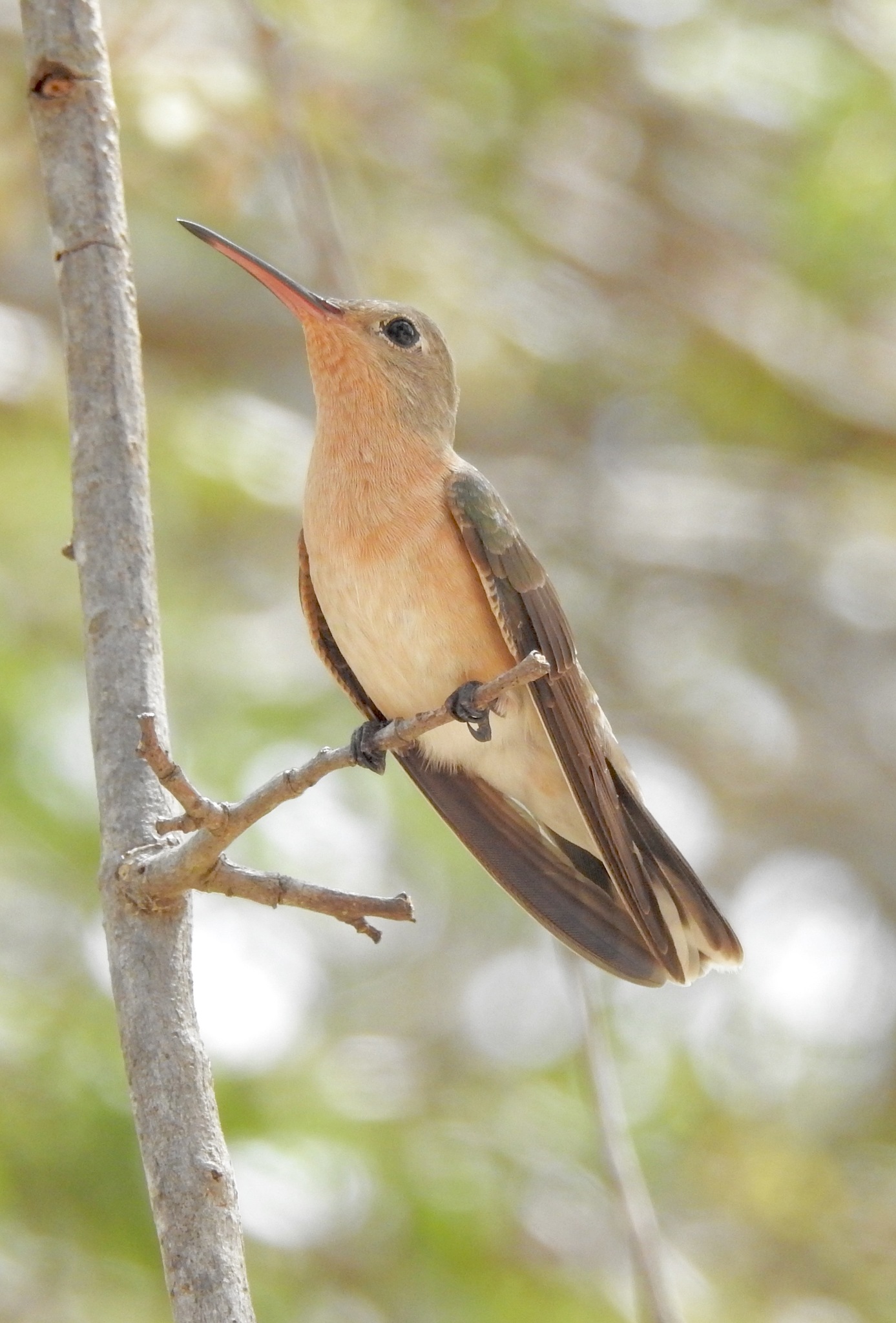 Buffy Hummingbird (Leucippus fallax), photo 9