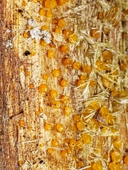 Dacrymyces minutus
