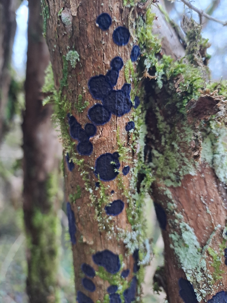 Terana coerulea · February 2026 · photo: © amselie (iNaturalist, cc-by-nc)