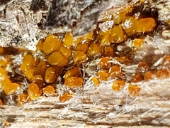 Dacrymyces minutus
