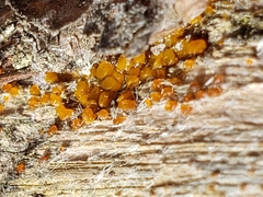 Dacrymyces minutus
