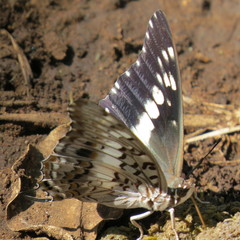 Charaxes achaemenes