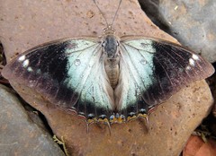 Charaxes phaeus