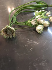 Saniculeae