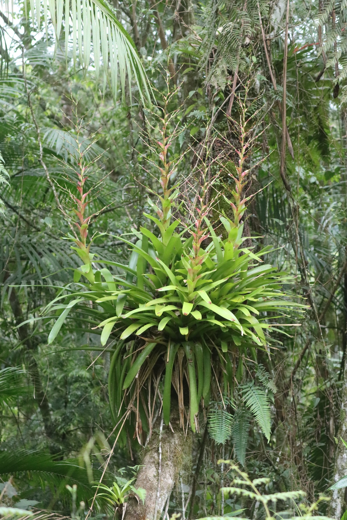 Vriesea philippocoburgi