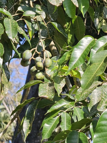 Canarium indicum observed 2026-01-16