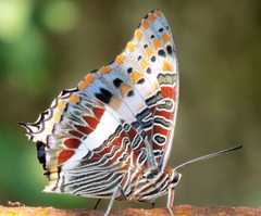 Charaxes saturnus saturnus