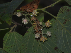 Tilia americana mexicana