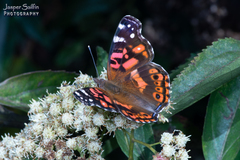 Vanessa altissima