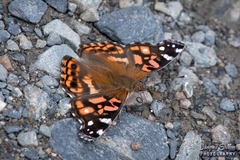 Vanessa altissima