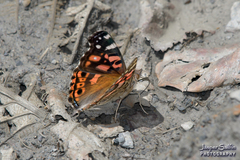 Vanessa altissima