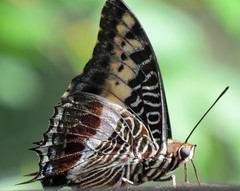 Charaxes castor