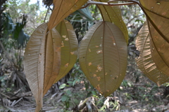 Miconia argentea