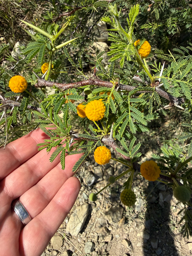 Vachellia tortuosa, photograph 6