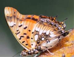 Charaxes jahlusa argynnides