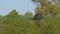 Toxostoma curvirostre